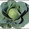 Cabbage 'Early Jersey Wakefield'