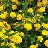 Lantana 'New Gold, yellow'