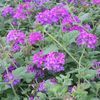 Verbena 'Homestead Purple'