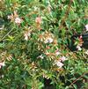 Abelia grandiflora 'Little Richard'