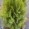 Thuja occidentalis