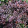 Berberis thunbergii