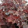 Heuchera micrantha 'Palace Purple'