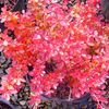 Berberis thunbergii 'Rose Glow'
