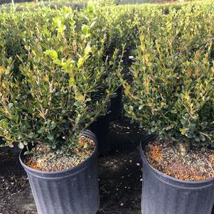 Buxus microphylla var. koreana 'Winter Green'