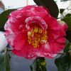 Camellia japonica 'Empress Variegata'