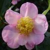 Camellia oleifera 'Winter's Star'