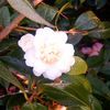 Camellia oleifera 'Snow Flurry'