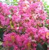 Lagerstroemia Indica