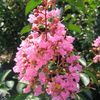 Lagerstroemia indica 'Sioux'