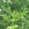 Cryptomeria Japonica