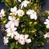 Gardenia jasminoides 'Kleims Hardy'