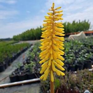 Kniphofia 