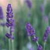 Lavendula angustifolia 'Hidcote'