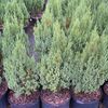 Juniperus chinensis 'Blue Point'