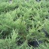 Juniperus chinensis 'Nicks Compact'