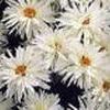 Leucanthemum superbum 'Crazy Daisy'