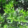 Ligustrum japonicum 'Davidson Hardy'