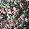 Loropetalum chinense