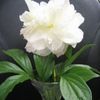 Paeonia 