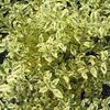 Ligustrum sinense 'Swift Creek'