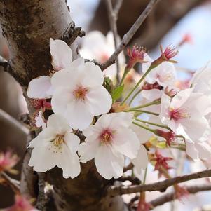 Prunus 