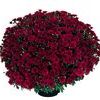 Chrysanthemum 'Red'