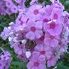 Phlox paniculata