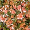 Abelia grandiflora