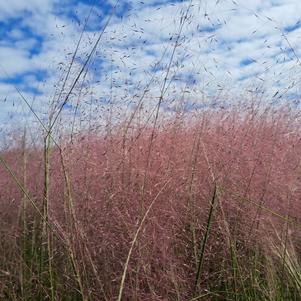 Muhlenbergia capillaris