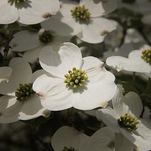 Cornus florida