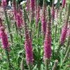 Veronica spicata