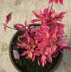 Alternanthera 'Brazilian Red Hots'