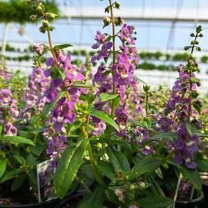 Angelonia 'Serenita'