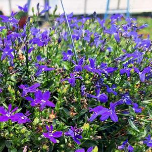 Lobelia 'Lobelia'