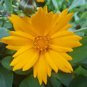 Coreopsis 