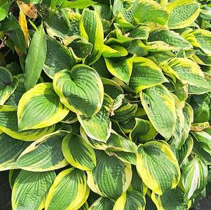 Hosta 