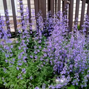 Nepeta Catmint 