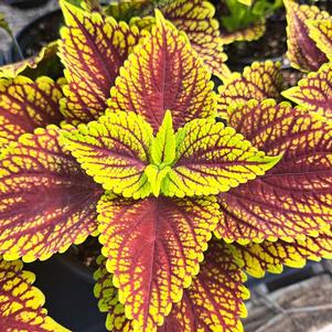 Coleus Sunlover 