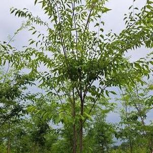 Zelkova serrata 'serrata Green Vase'