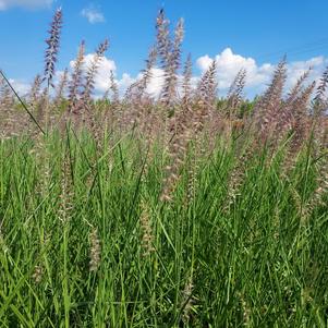 Pennisetum orientale Karley Rose 'Karley Rose'