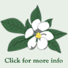 Hydrangea macrophylla 'macrophylla Hydrangea'